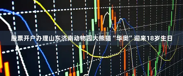 股票开户办理山东济南动物园大熊猫“华奥”迎来18岁生日